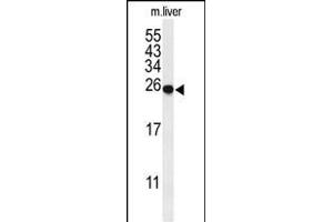 Western blot analysis of SPR Antibody (C-term) (ABIN653908 and ABIN2843145) in mouse liver tissue lysates (35 μg/lane). (SPR anticorps  (C-Term))