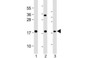 Western blot testing of human 1) HeLa, 2) THP1 and 3) RPMI 8226 cell lysate with GPX7 antibody at 1:2000. (Glutathione Peroxidase 7 anticorps  (AA 73-107))