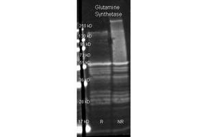 Image no. 1 for anti-Glutamate-Ammonia Ligase (GLUL) antibody (Texas Red (TR)) (ABIN799720) (GLUL anticorps  (Texas Red (TR)))