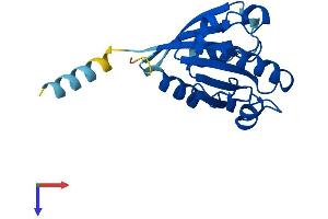 AlphaFold protein structure predicition of Human Recombinant ARL8B Protein, UniprotID Q9NVJ2