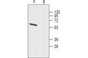 Western blot analysis of rat brain membranes: - 1.