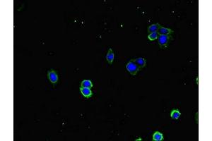 Immunofluorescence staining of HepG2 cells with ABIN7150492 at 1:333, counter-stained with DAPI.