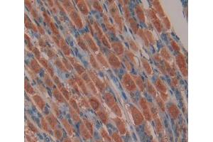IHC-P analysis of Mouse Tissue, with DAB staining. (SLIT3 anticorps  (AA 35-119))