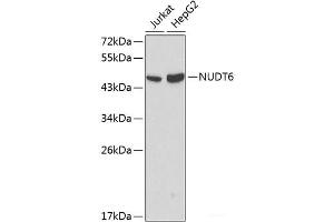 Western blot analysis of extracts of various cell lines using NUDT6 Polyclonal Antibody at dilution of 1:1000. (NUDT6 anticorps)