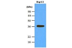 Western Blotting (WB) image for anti-Protein Phosphatase 1, Catalytic Subunit, alpha Isoform (PPP1CA) (AA 30-299) antibody (ABIN238369) (PPP1CA anticorps  (AA 30-299))