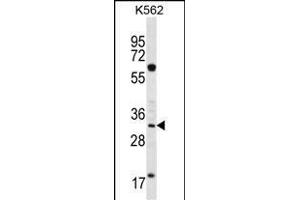 FCN3 Antibody (C-term) (ABIN656492 and ABIN2845769) western blot analysis in K562 cell line lysates (35 μg/lane). (FCN3 anticorps  (C-Term))