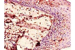 Immunohistochemistry of paraffin-embedded human tonsil tissue using ABIN7151381 at dilution of 1:100