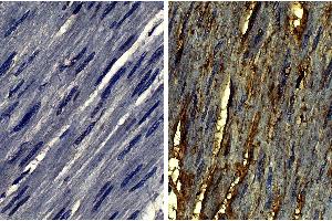 anti-Collagen, Type VI (COL6) antibody (Biotin)