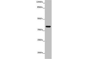 Western blot All lanes: MR1 antibody at 6 μg/mL + K562 whole cell lysate Secondary Goat polyclonal to rabbit IgG at 1/10000 dilution Predicted band size: 40, 35, 29, 26 kDa Observed band size: 40 kDa (MR1 anticorps  (AA 150-253))