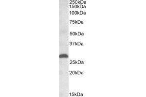 Image no. 1 for anti-Placenta Growth Factor (PGF) (AA 101-114) antibody (ABIN490578) (PLGF anticorps  (AA 101-114))