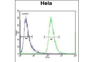 Flow cytometric analysis of Hela cells (right histogram) compared to a negative control cell (left histogram). (CHI3L2 anticorps  (N-Term))