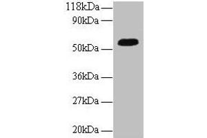 Western blot All lanes: ICA1 antibody at 2 μg/mL + A549 whole cell lysate Secondary Goat polyclonal to rabbit IgG at 1/10000 dilution Predicted band size: 55, 58 kDa Observed band size: 55 kDa (ICA1 anticorps  (AA 1-268))