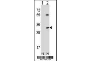 Western blot analysis of STK16 using rabbit polyclonal STK16 Antibody (S32) using 293 cell lysates (2 ug/lane) either nontransfected (Lane 1) or transiently transfected (Lane 2) with the STK16 gene. (STK16 anticorps  (N-Term))