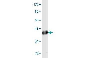 Western Blot detection against Immunogen (43.