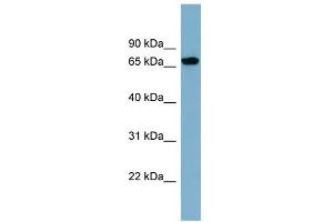 WB Suggested Anti-SNAG1 Antibody Titration: 0. (SNX18 anticorps  (N-Term))