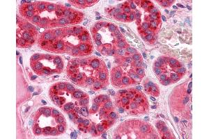 Anti-CRIM1 antibody IHC of human kidney.