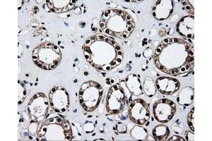 Immunohistochemical staining of paraffin-embedded Kidney tissue using anti-ID3mouse monoclonal antibody. (ID3 anticorps)
