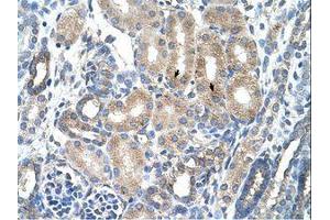 Image no. 1 for anti-Advanced Glycosylation End Product-Specific Receptor (AGER) (C-Term) antibody (ABIN203377)