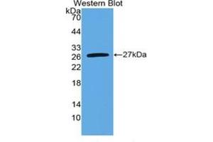 Western Blotting (WB) image for Interleukin 6 (IL6) ELISA Kit (ABIN6574135)