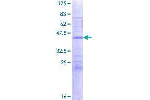 Image no. 1 for Spire Homolog 1 (Drosophila) (SPIRE1) (AA 1-131) protein (GST tag) (ABIN1321205)