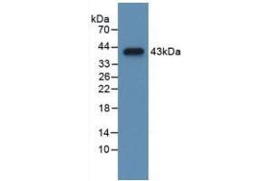 Western blot analysis of recombinant Mouse CCK. (Cholecystokinin anticorps  (AA 1-115))