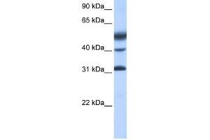 WB Suggested Anti-ATF1 Antibody Titration:  0. (AFT1 anticorps  (C-Term))