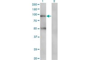 Western Blot analysis of TAP1 expression in transfected 293T cell line by TAP1 monoclonal antibody (M03), clone 3D10. (TAP1 anticorps  (AA 241-350))