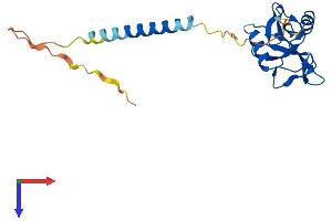 AlphaFold protein structure predicition of Mouse Recombinant Klrb1f Protein, UniprotID Q8VD98