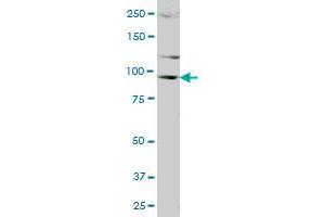 DDX20 MaxPab polyclonal antibody.
