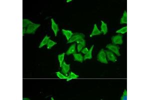 Immunofluorescence analysis of U2OS cells using MLN Polyclonal Antibody (Motilin anticorps)