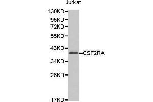 Western blot analysis of extracts of Jurkat cell line, using CSF2RA antibody. (CSF2RA anticorps  (AA 23-150))