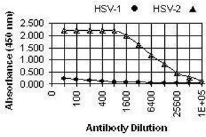 ELISA image for anti-Herpes Simplex Virus Type 2 ICP8 (HSV2 ICP8) antibody (ABIN265566) (HSV2 ICP8 anticorps)
