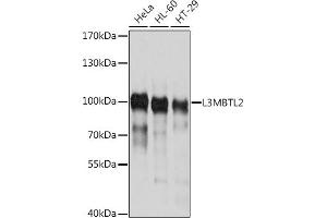 Western blot analysis of extracts of various cell lines, using L3MBTL2 antibody (ABIN6130517, ABIN6143059, ABIN6143060 and ABIN6214548) at 1:1000 dilution. (L3MBTL2 anticorps  (AA 486-705))