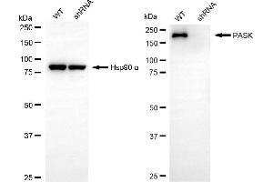 Western blotting analysis using PASK antibody (ABIN7799741). (PASK anticorps)