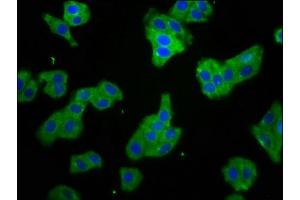 Immunofluorescence staining of HepG2 cells with ABIN7170553 at 1:66, counter-stained with DAPI.