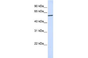 WB Suggested Anti-KPNA4 Antibody Titration: 0. (KPNA4 anticorps  (N-Term))