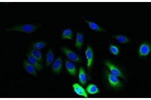 Immunofluorescent analysis of A549 cells using ABIN7165668 at dilution of 1:100 and Alexa Fluor 488-congugated AffiniPure Goat Anti-Rabbit IgG(H+L) (JAGN1 anticorps  (AA 1-39))