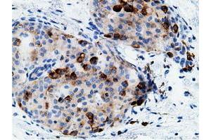 Image no. 2 for anti-CD80 (CD80) antibody (ABIN1497365) (CD80 anticorps)