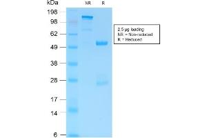 SDS-PAGE Analysis of Purified GFAP Rabbit Recombinant Monoclonal Antibody (ASTRO/1974R).