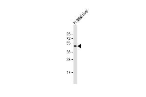 Anti-NEU2 Antibody (N-term) at 1:1000 dilution + human fetal liver lysate Lysates/proteins at 20 μg per lane.