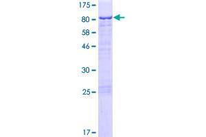 Chromosome 1 Open Reading Frame 87 (C1orf87) (AA 1-546) protein (GST tag)