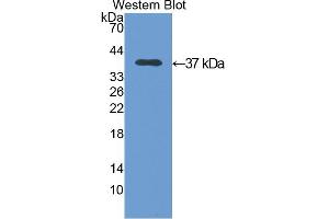 Western blot analysis of the recombinant protein. (Annexin V anticorps  (AA 1-319))