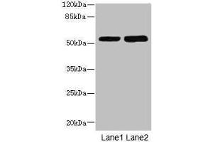 Western blot All lanes: CHRNE antibody at 1. (CHRNE anticorps  (AA 21-239))