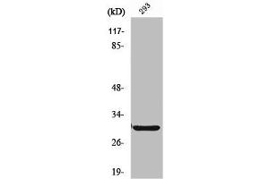 Western Blot analysis of HT29 cells using ABCC13 Polyclonal Antibody (ABCC13 anticorps  (Internal Region))