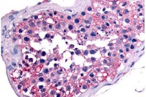 Anti-NR6A1 / GCNF antibody  ABIN1049149 IHC staining of human testis.
