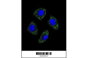 Confocal immunofluorescent analysis of EDN1 Antibody with A549 cell followed by Alexa Fluor 488-conjugated goat anti-rabbit lgG (green).