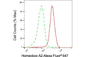 anti-Homeobox A2 (HOXA2) antibody