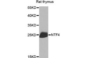 Western blot analysis of extracts of rat thymus, using NTF4 antibody. (Neurotrophin 4 anticorps)