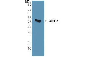 Figure. (QDPR anticorps  (AA 1-244))