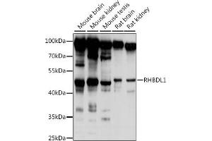 Western blot analysis of extracts of various cell lines, using RHBDL1 antibody (ABIN7269979) at 1:1000 dilution. (RHBDL1 anticorps)